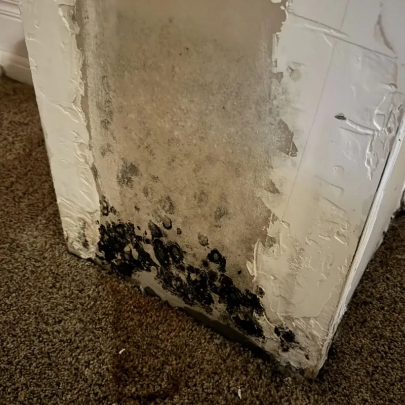 Professional Mold Removal in Riverview, DE
